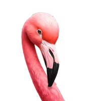 Jinjing Li's profile picture